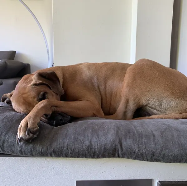 Kimba, ein Rhodesian Ridgeback, schläft auf einem grauen Kissen